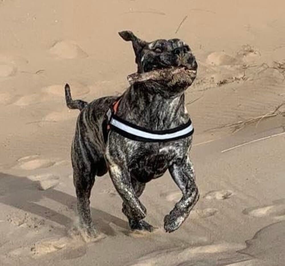 BRUTUS DE LOS MENCEYES 1