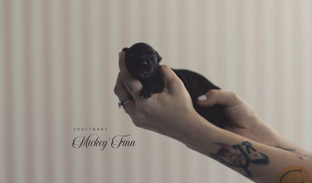 Chartbeat Mickey'Finn 1