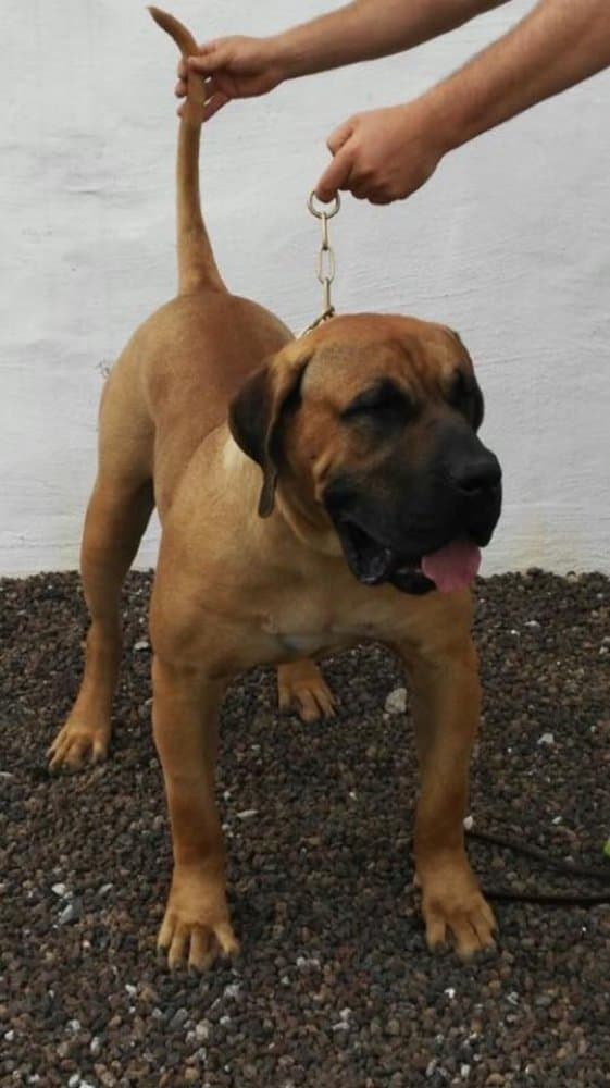 TITAN DE LA JACHA 1