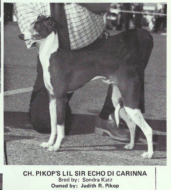 Pikop's Lil Sir Echo Di Carinna 1
