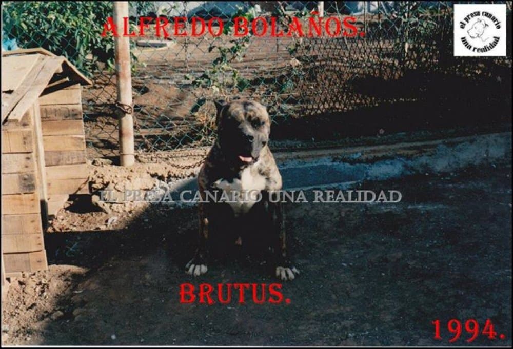 BRUTO (BRUTUS) 1