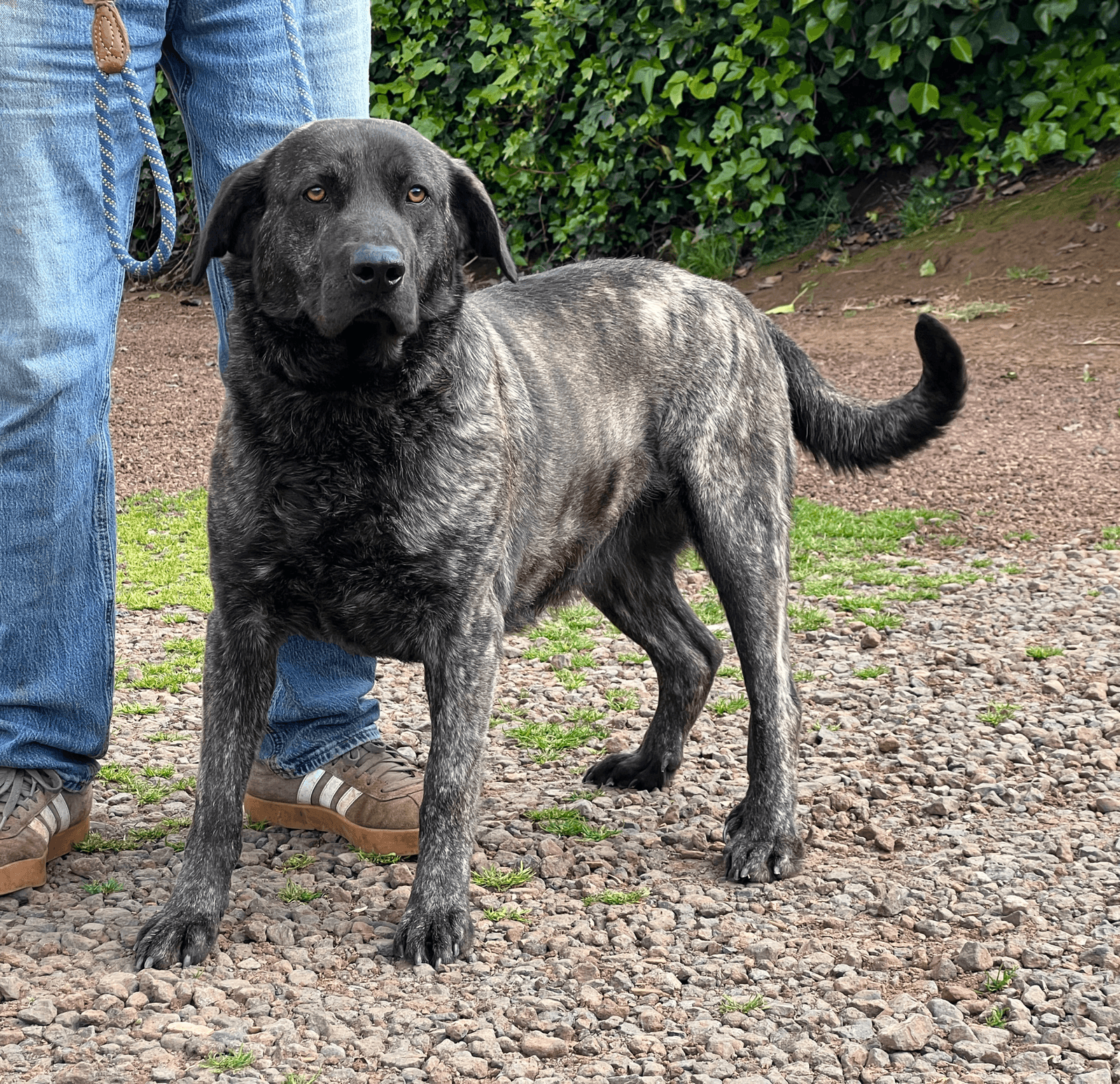 Arafo de Irema Curtó — Perro de Ganado Majorero