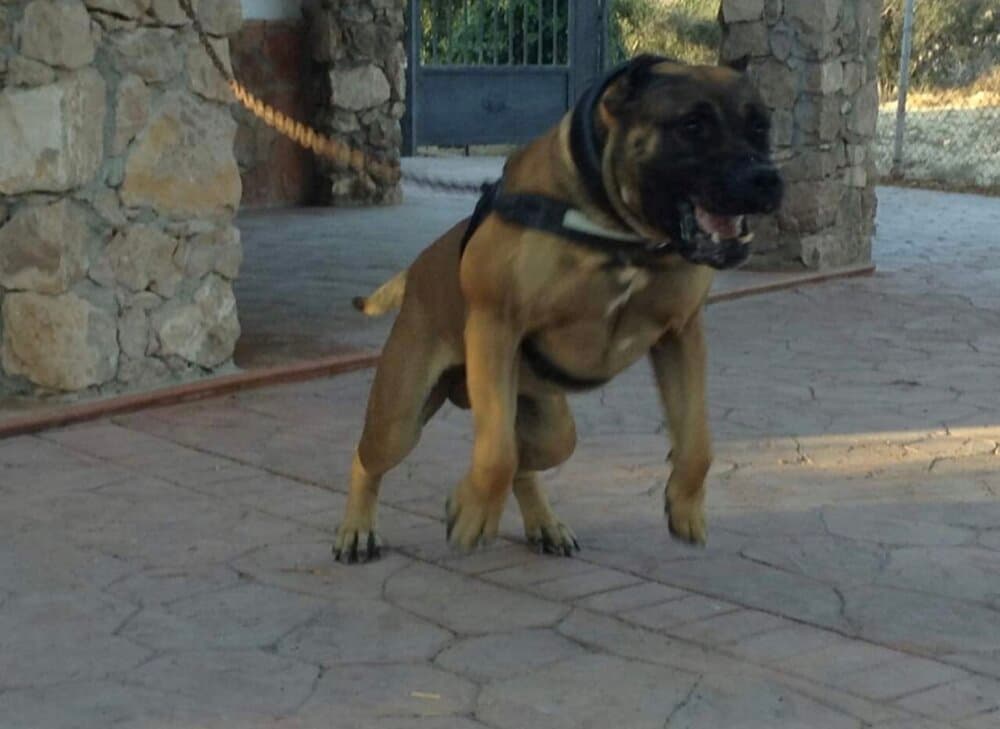 LEO I DE KING ZULU 1