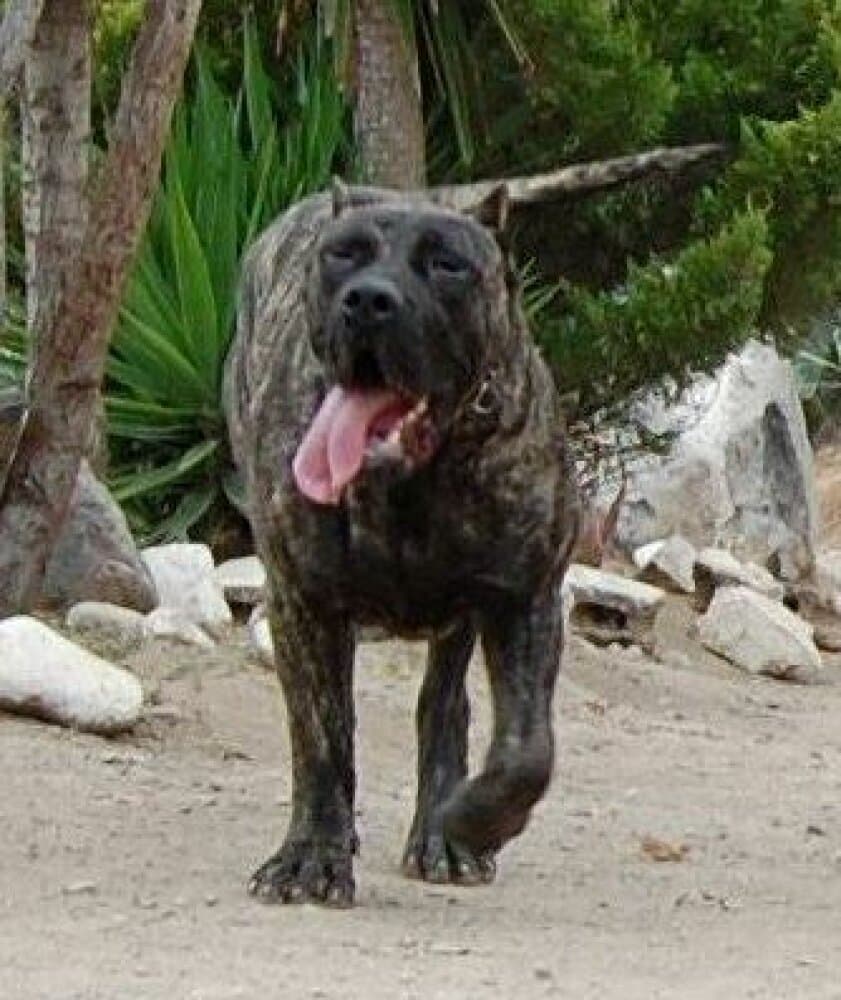 TAISA DE LA ISLA DE LOS VOLCANES 1