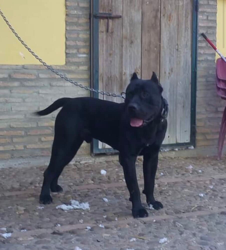 BRONCO DE CRISDOCO 1