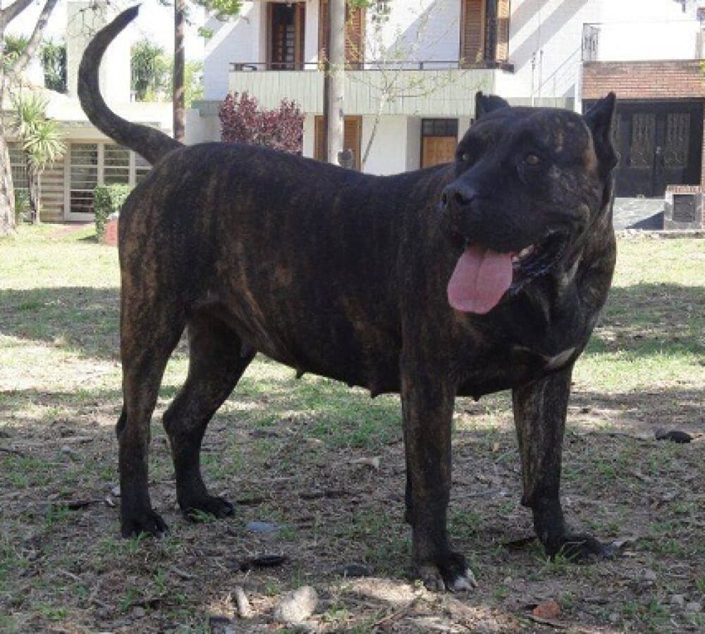 OTRA DE RANCHO BRAVO 1
