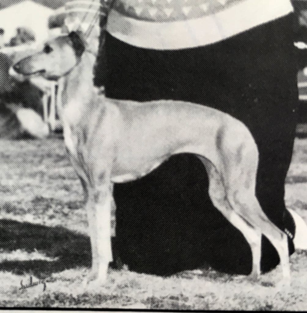 Ariel Lady Di O'Benchmark 1