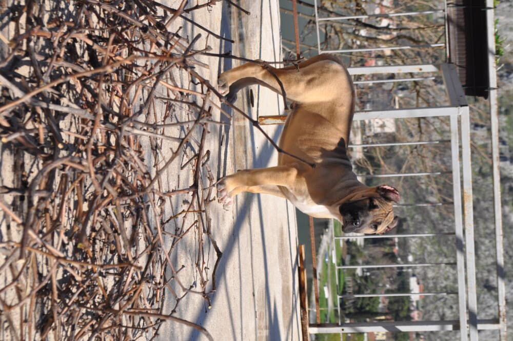 GROF ARDOR BULL 1