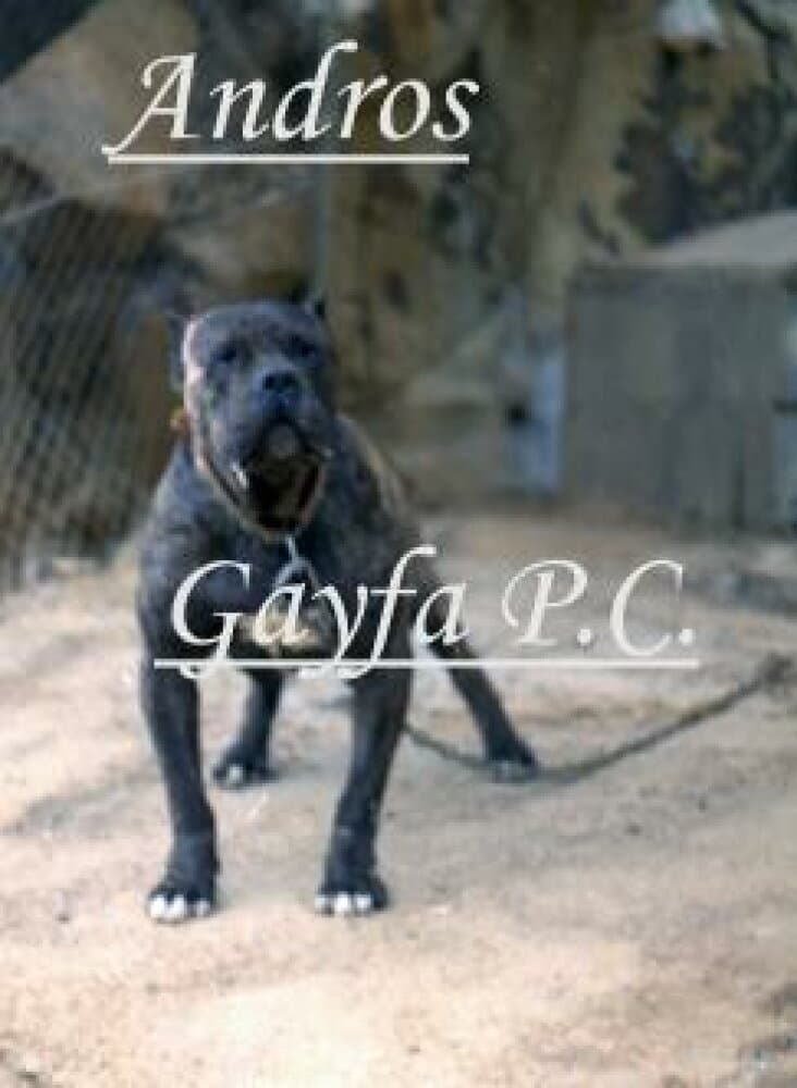 ANDROS DE GODOY 1