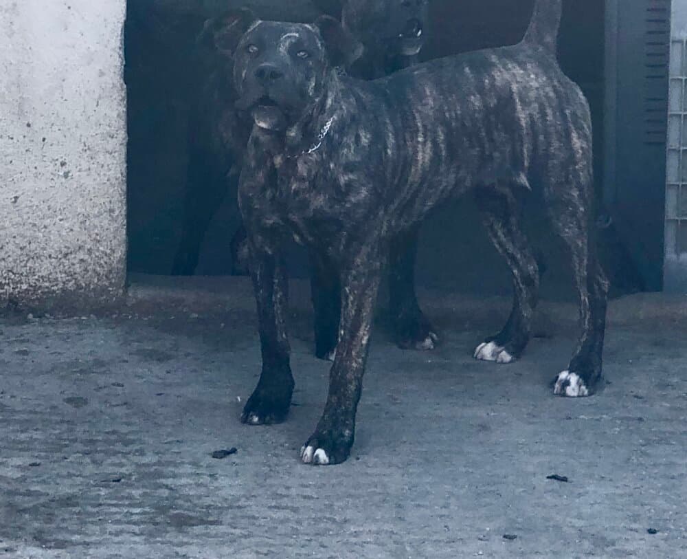 UVA DE KING ZULU 1