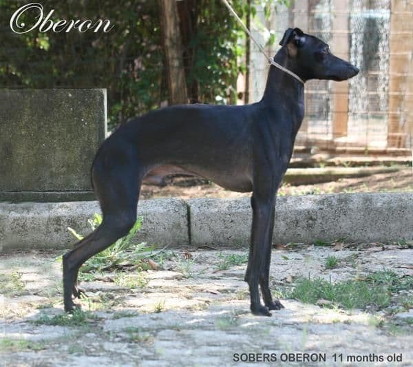 Sobers Oberon 1
