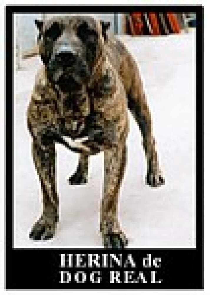 HERINA DE DOG REAL 1