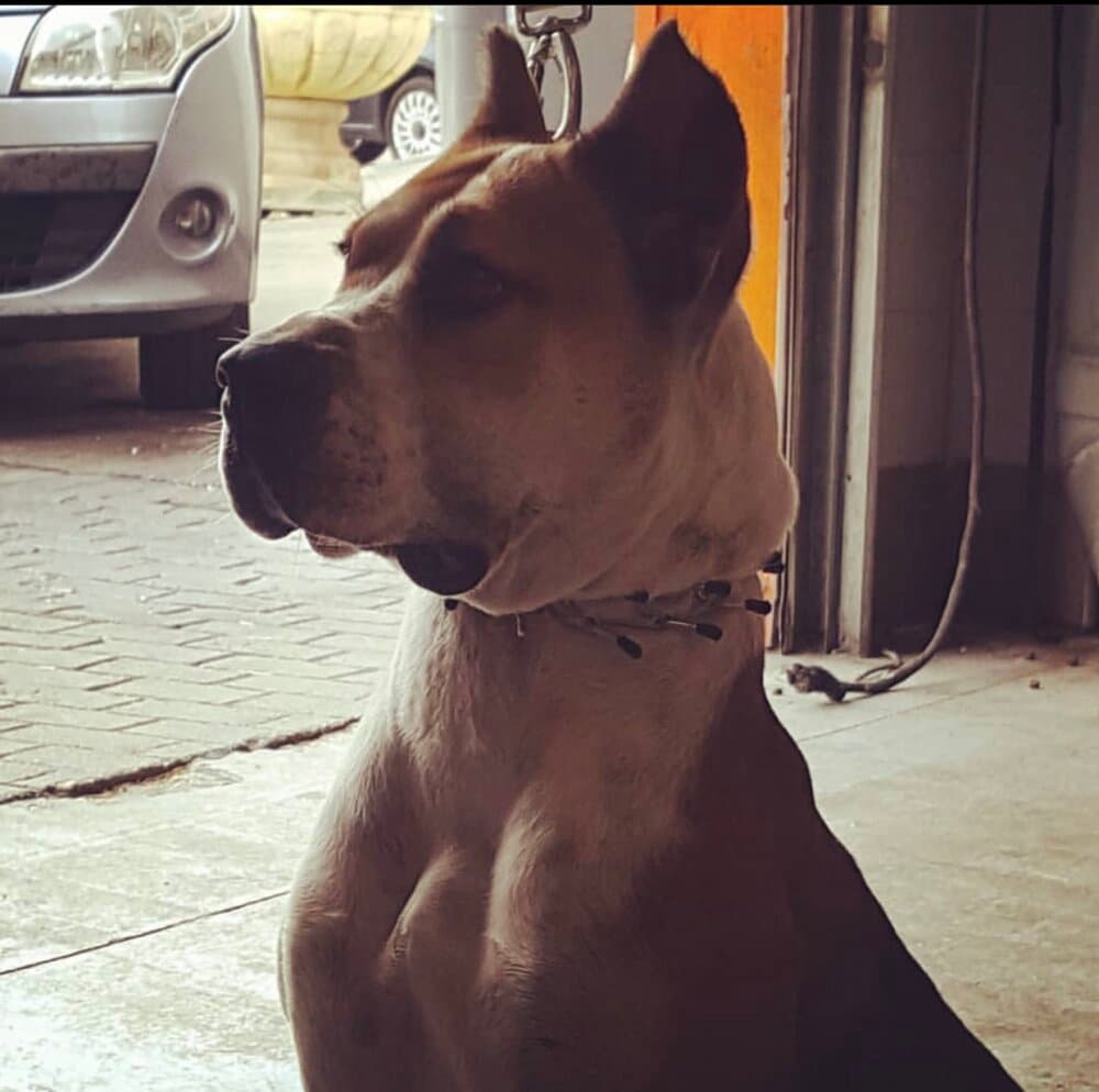 OLIVIA DE KING ZULU 1