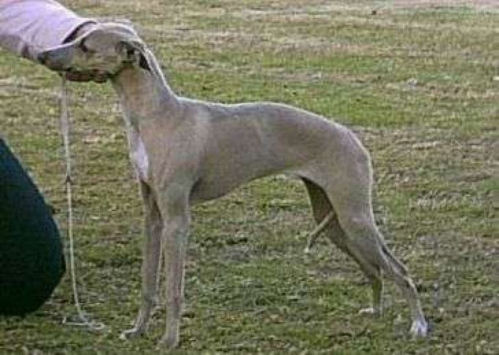 Piccino Bella Diva 1