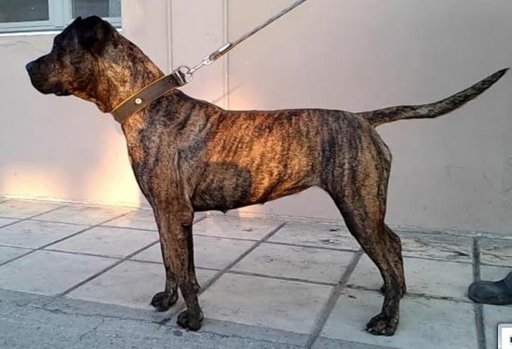 JEA DI DRAGO CANARIO 1