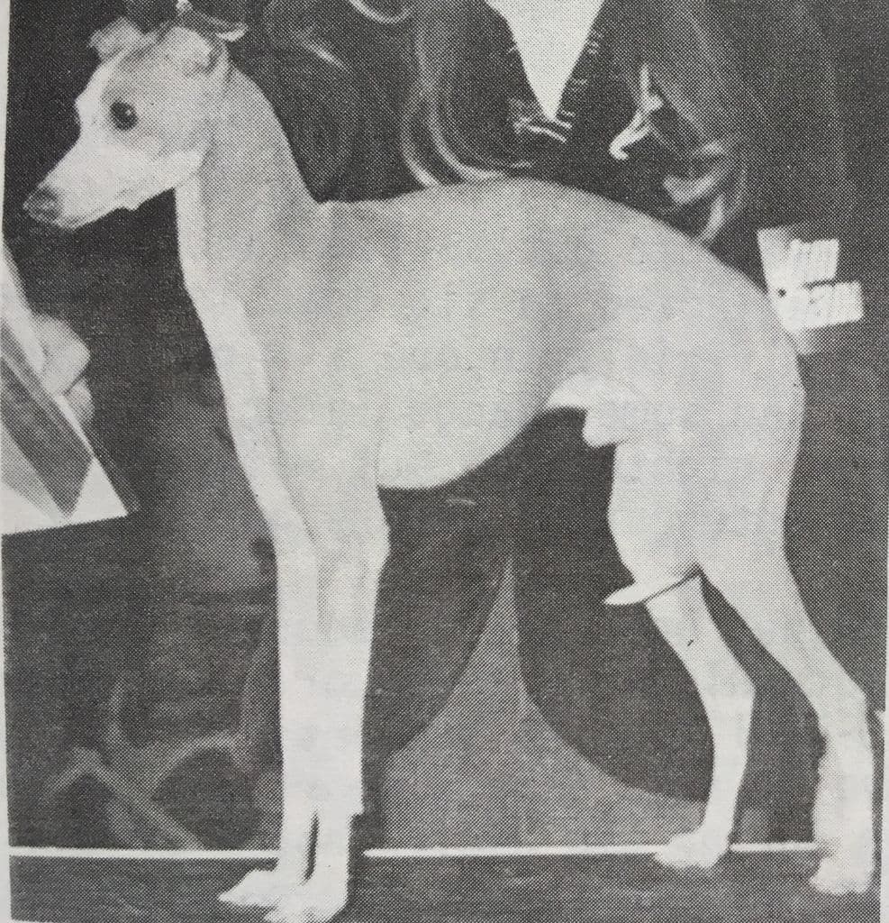 Tudor Jim Dandy Dancer 1