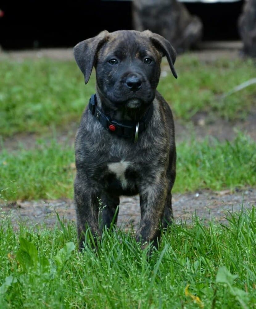 SOBRESALIR LOKI 1
