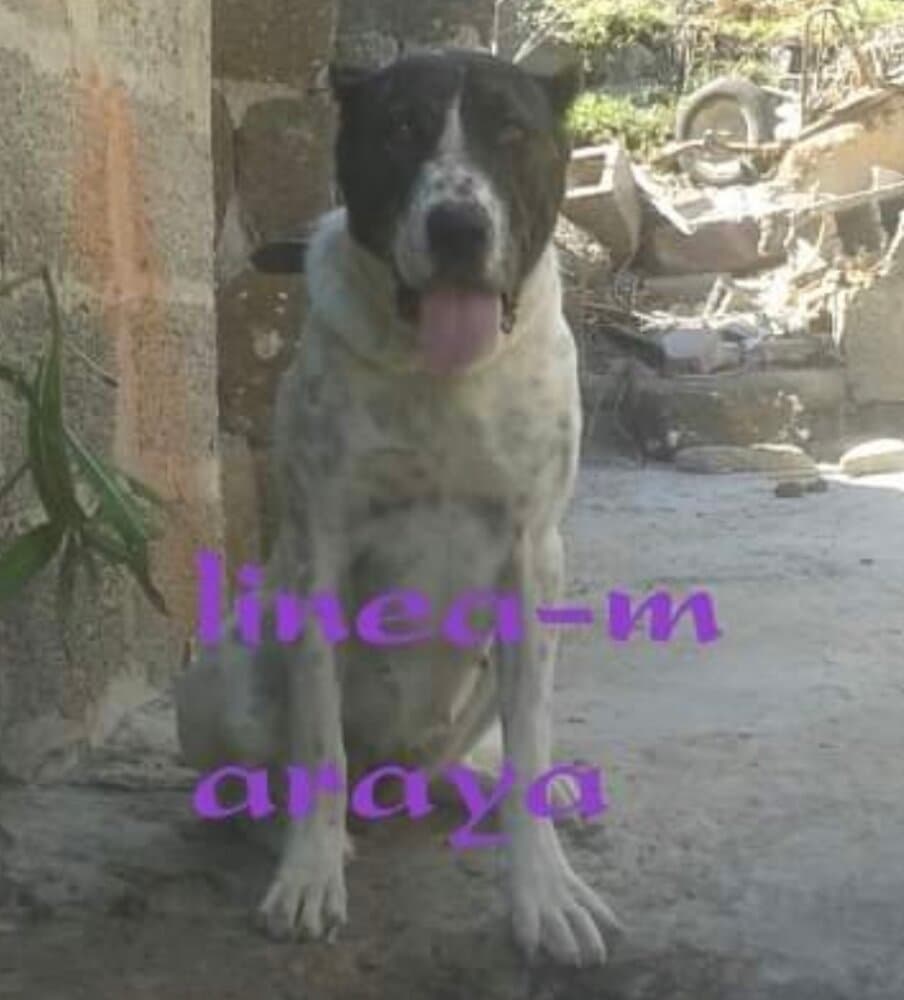 ARAYA DE LINEA M 1