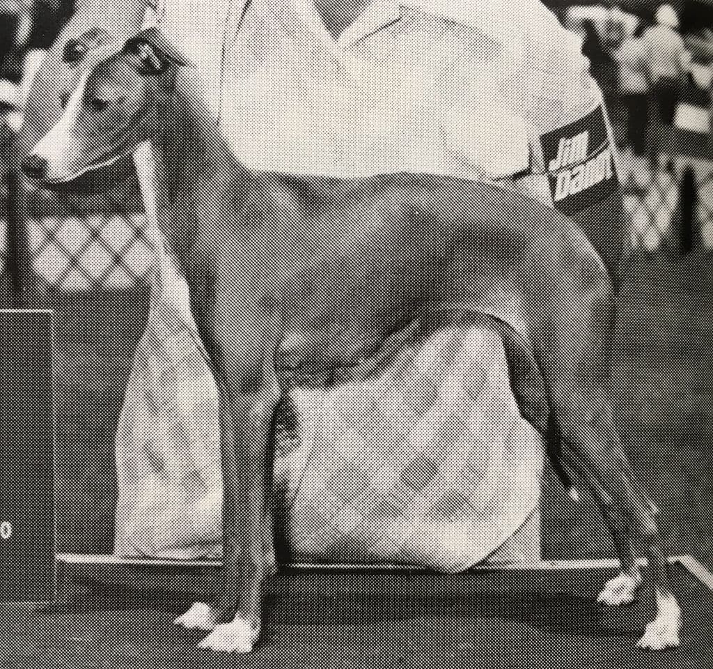 Nelshire's Pepina Of Xanadu 1