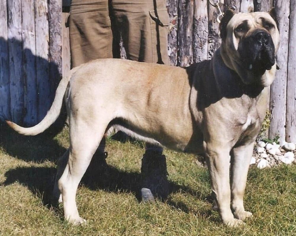 CARMEN DE KING ZULU 1