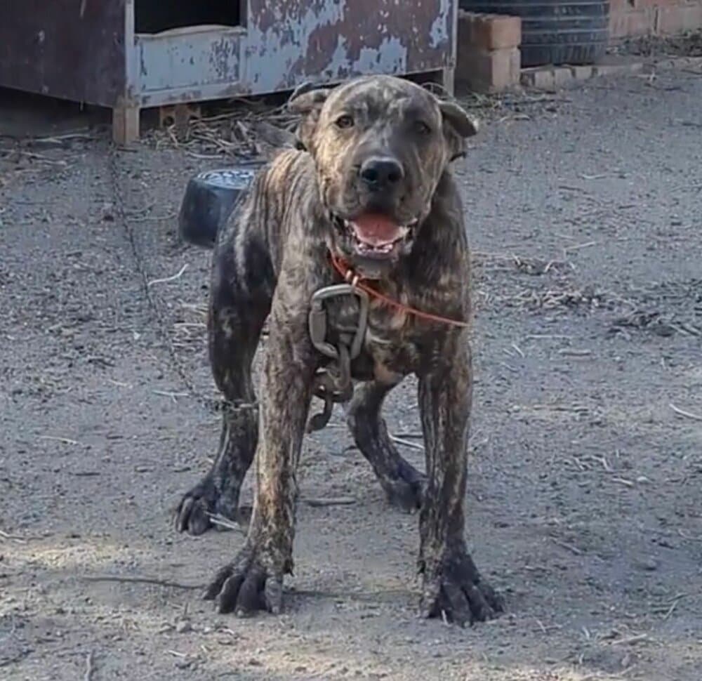 JOSE LUIS DE KING ZULU 1