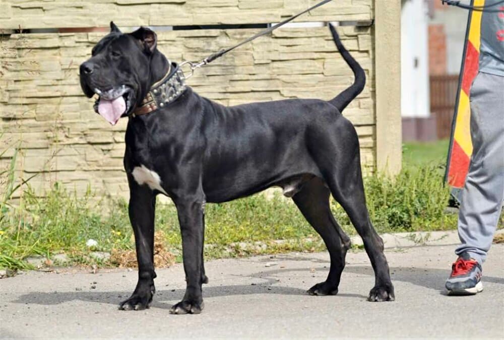 KING DOG PUR 1