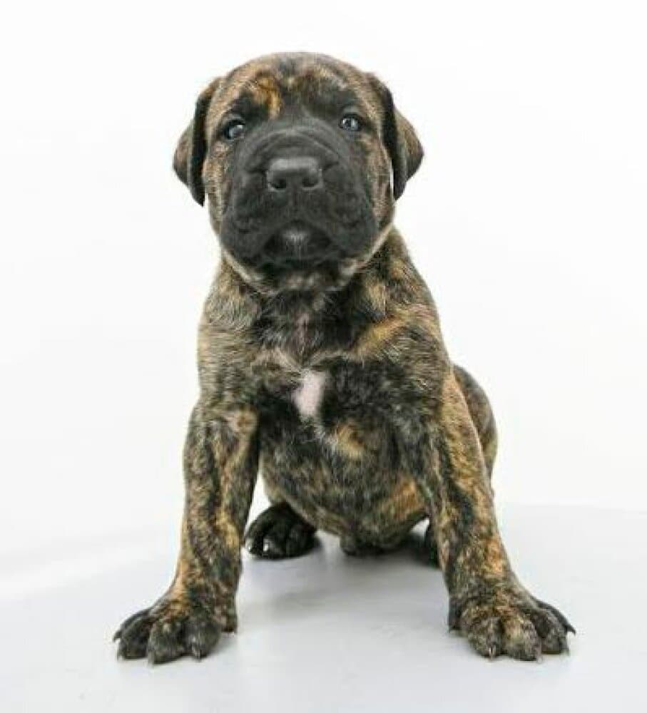 BALTO DE PEYRE KENNELS 1