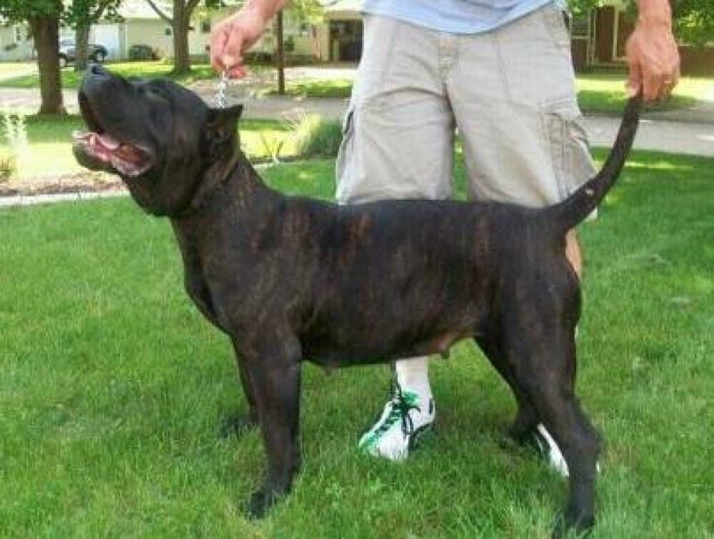 NORA DE BARNACAN BULL (KINA) 1
