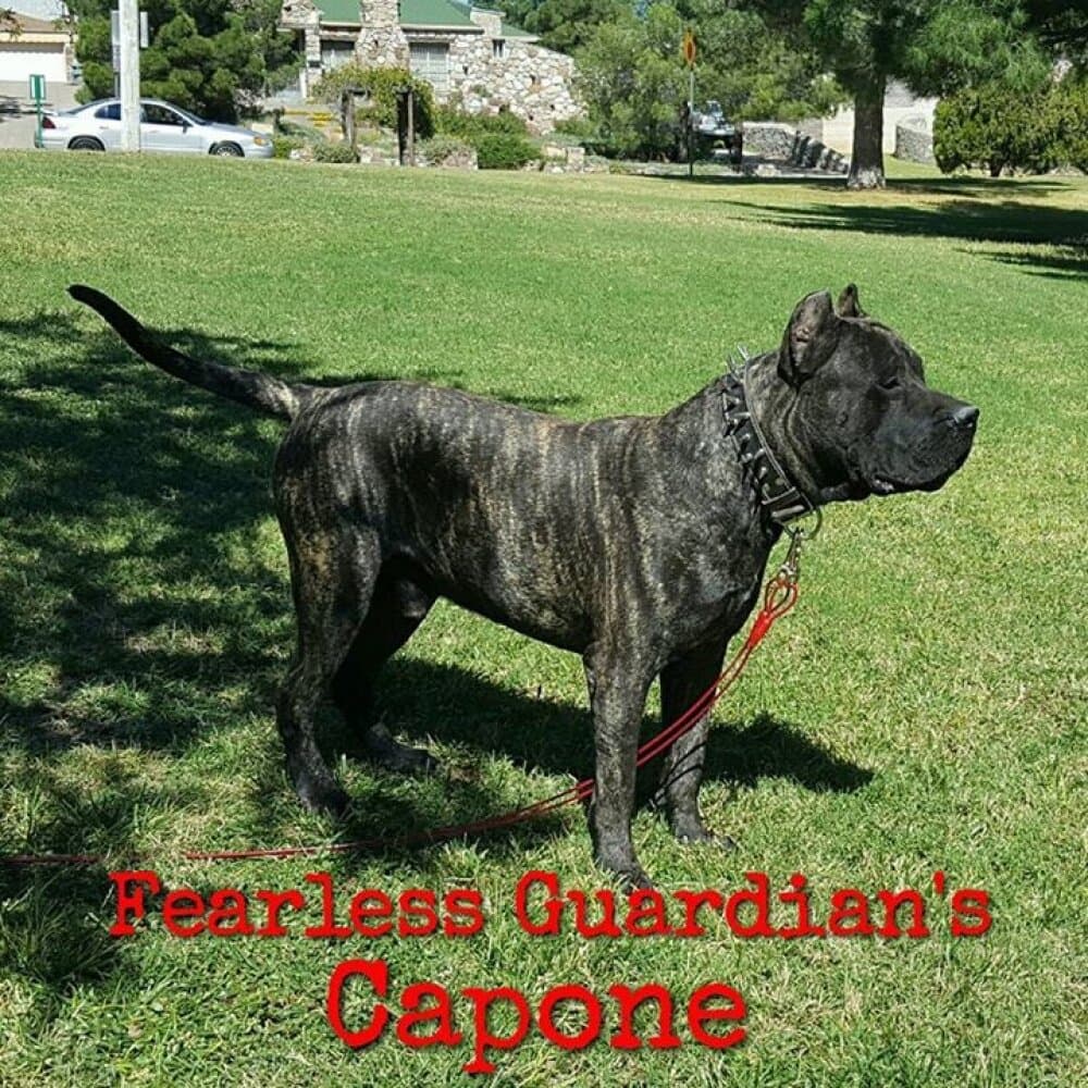 FEARLESS GUARDIAN’S CAPONE 1