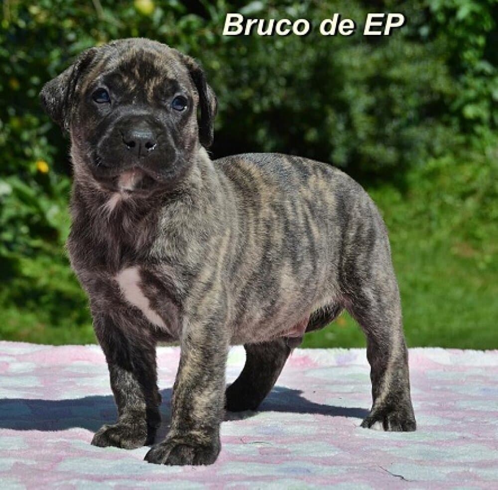 BRUCO DE ETERNA PRIMAVERA 1