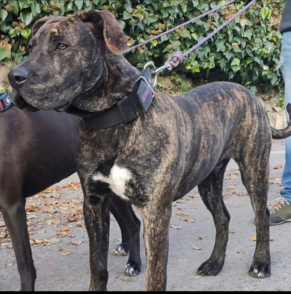 TITO DE KING ZULU 1