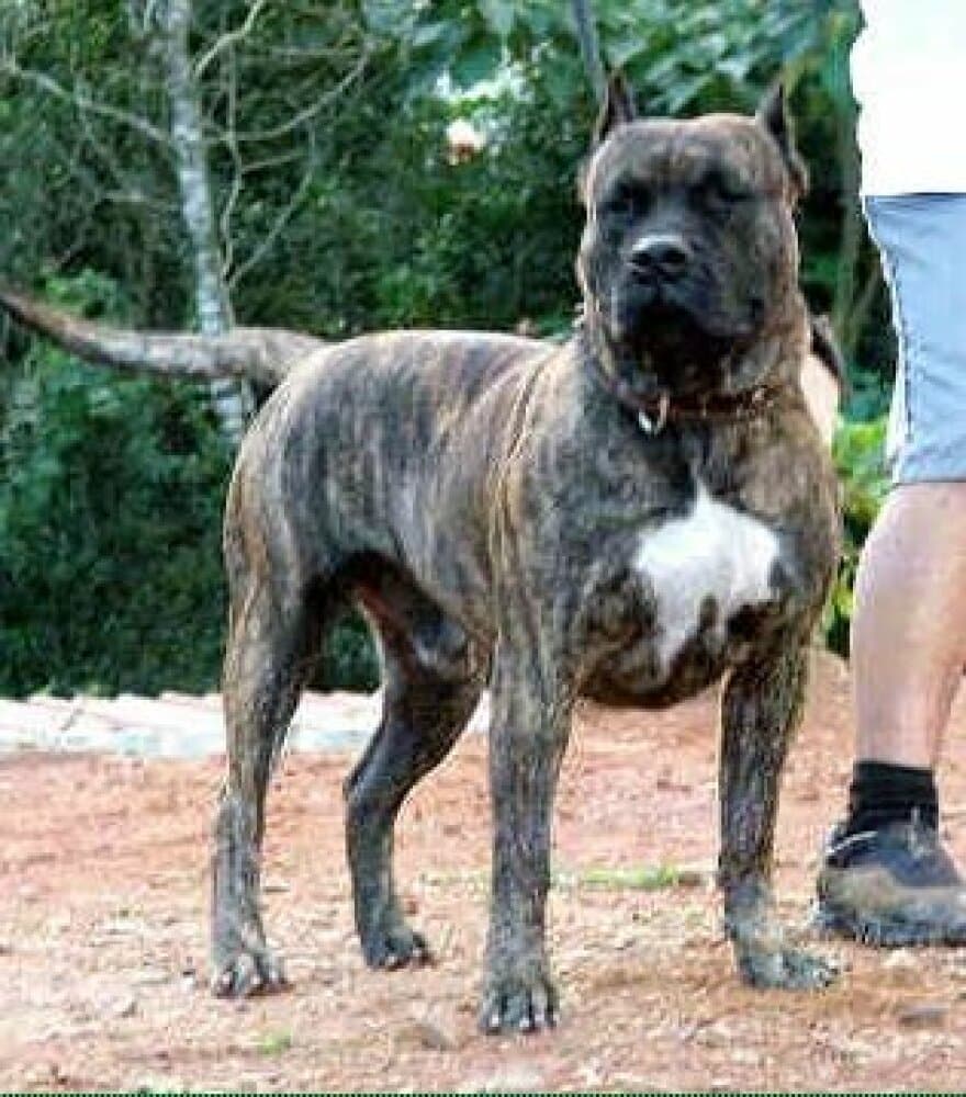 RINGO DE CASA DEL PRESA 1