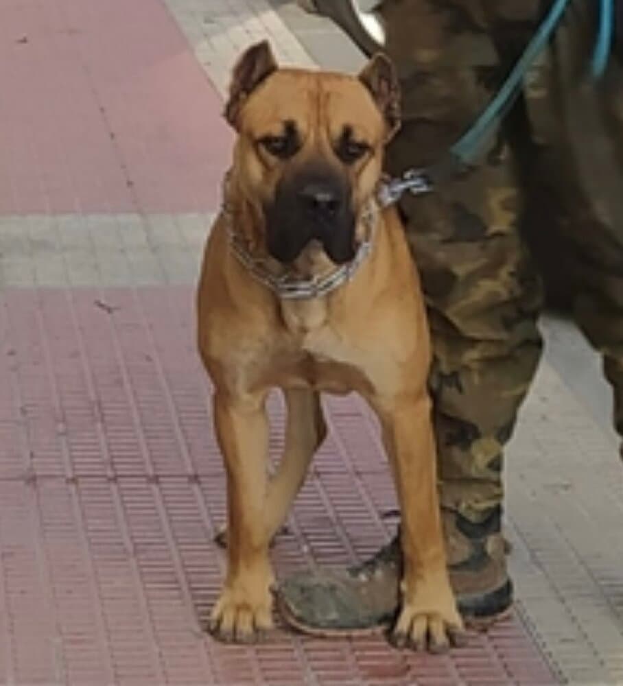 URCO DE KING ZULU 1