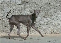 E'Charly Des Princes De Kazan 1