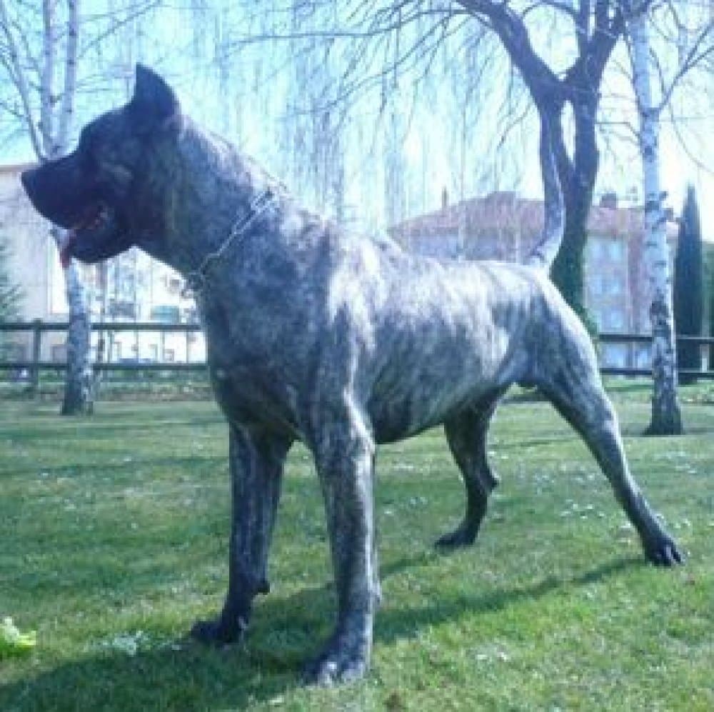 PANCHO I DE CASA DEL PRESA 1