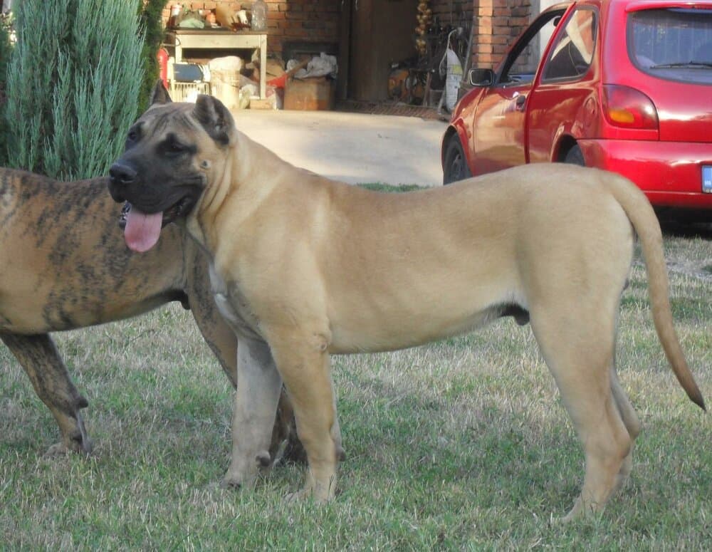 ACHILES CAN Y CERO 1