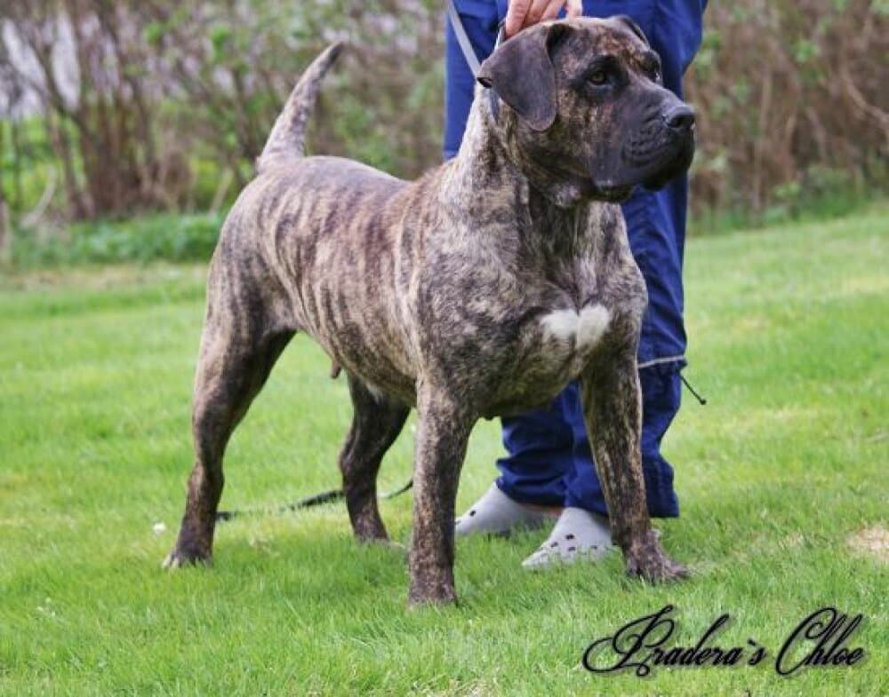 PRADERA'S CHLOE 1