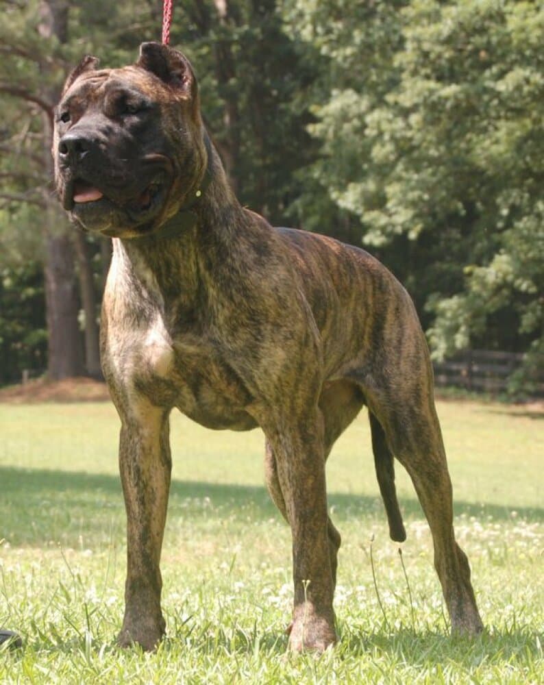 MOKA 1