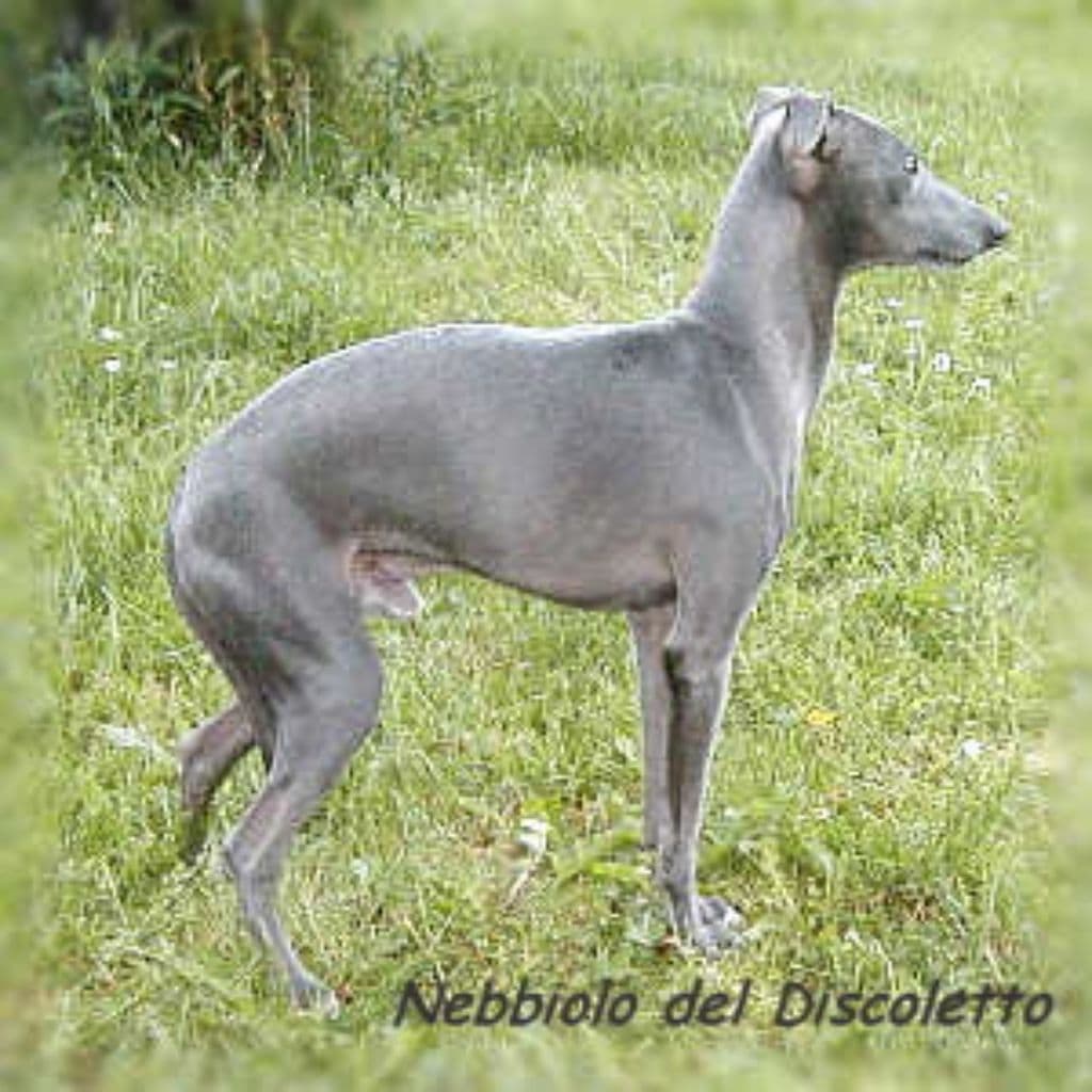 Nebbiolo Del Discoletto 1