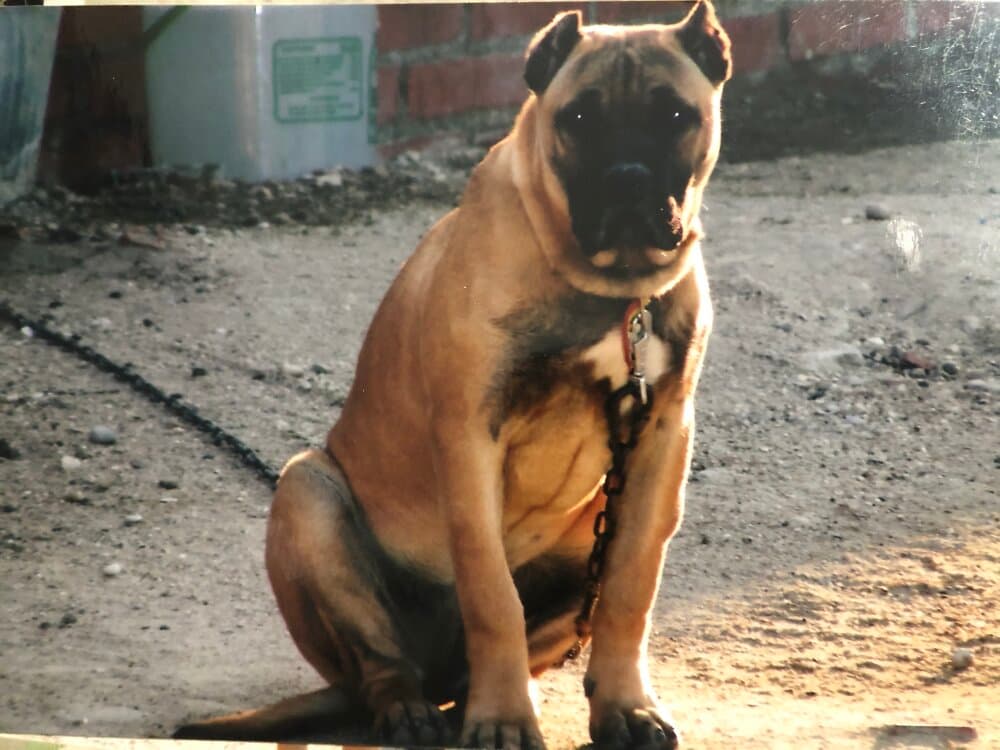 SOFIA DE KING ZULU 1