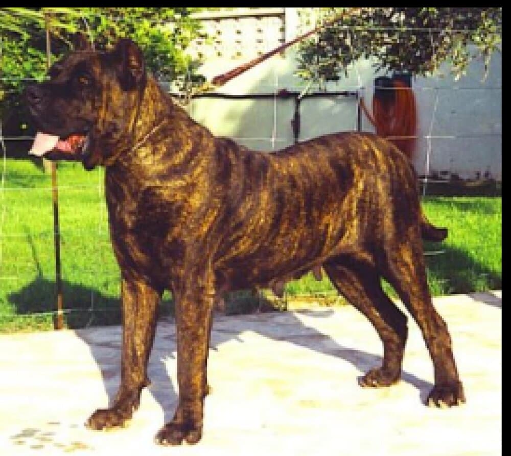 YAISA DE ALACANT BULL 1