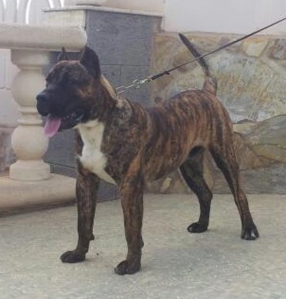 ROCO DE BREVIERCAN (BRUTUS) 1