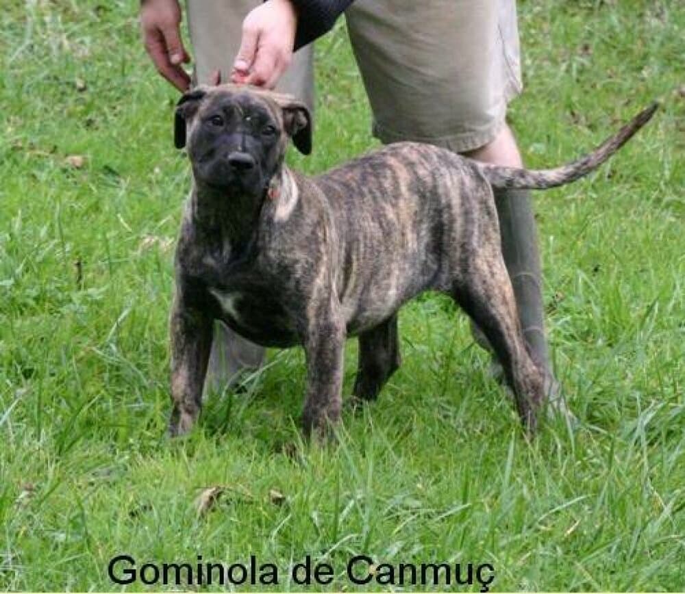 GOMINOLA DE CANMUC 1