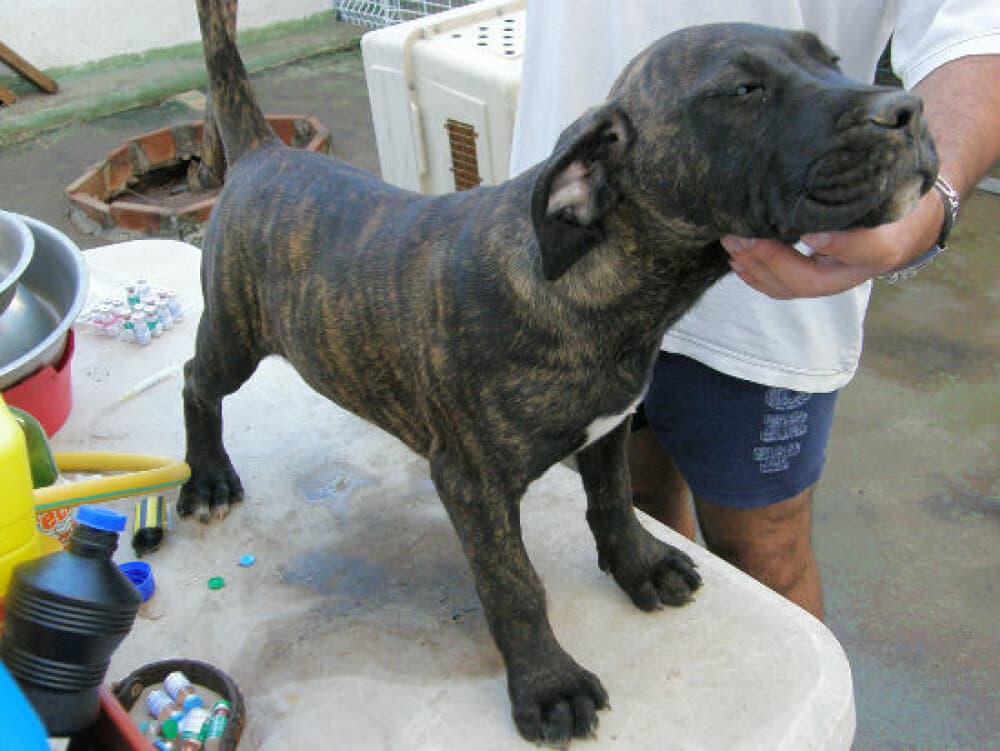 YAMBA DE PERRO DE LA TIERRA 1