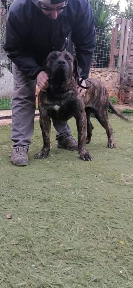 SIMBA DE HORNOS DE CAL 1