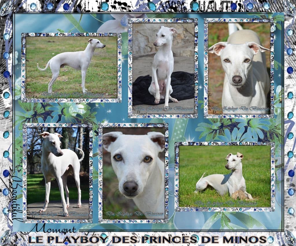 Le Playboy Des Princes De Minos 1