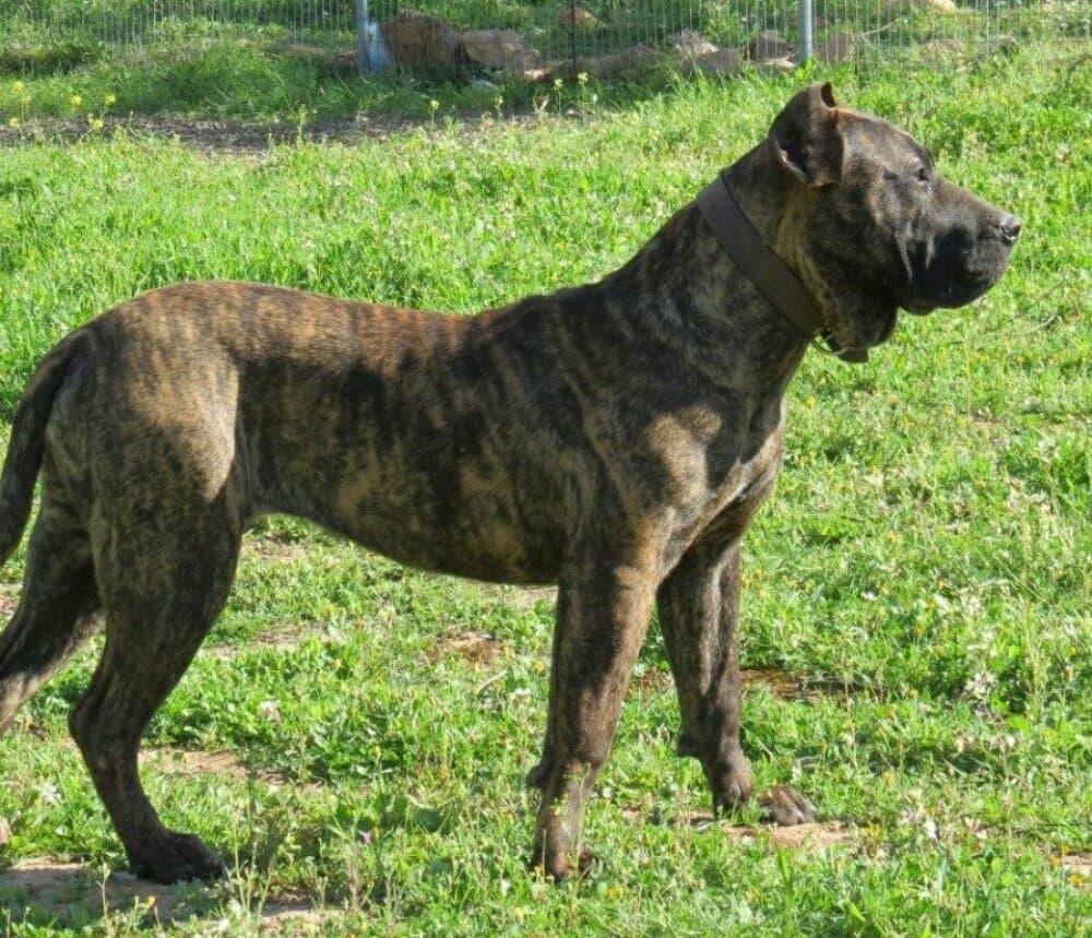 EL DIABLO DE LUCIA ESTRELLA 1