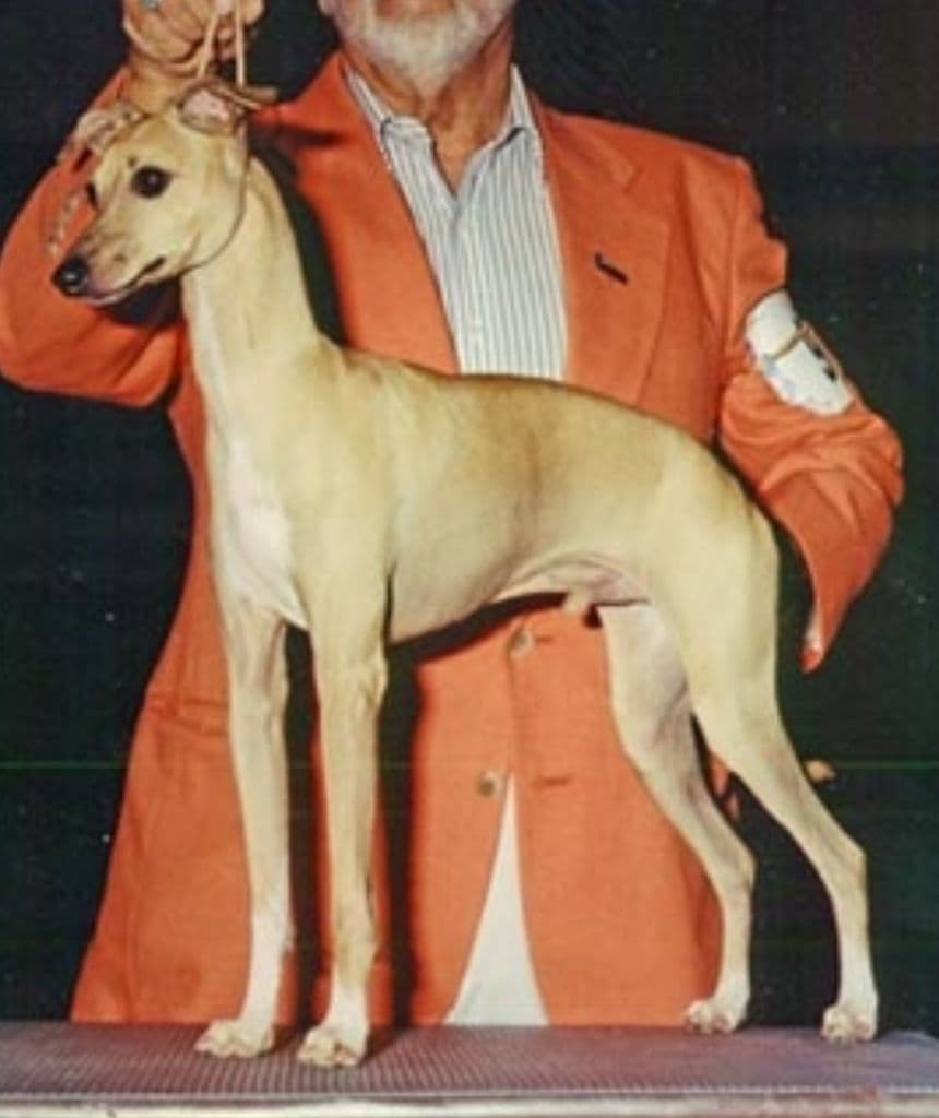 Tekoneva's Omar 1