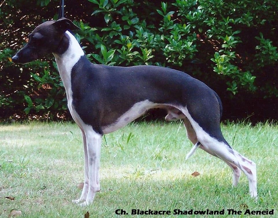 Blackacre Shadowlandtheaenid 1