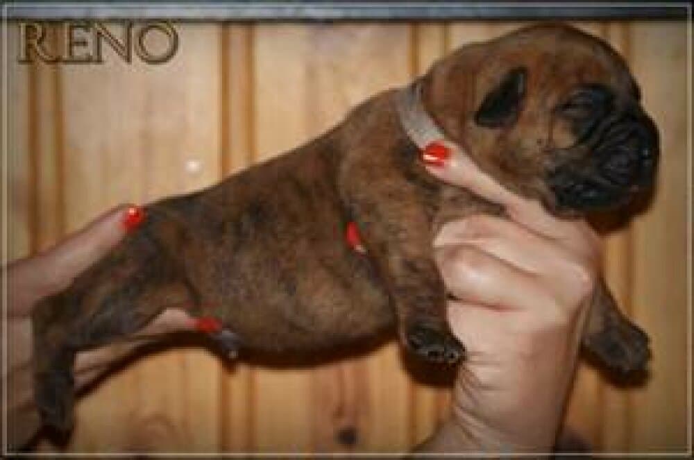 RENO NUESTRA SANGRE 1
